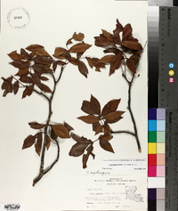 Carya myristiciformis image