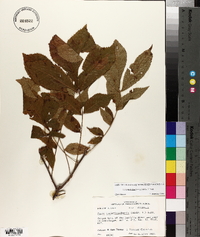 Carya myristiciformis image