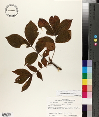 Carya myristiciformis image