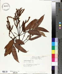 Alfaroa mexicana image