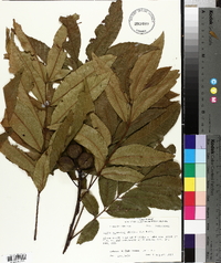 Carya aquatica image