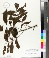 Carya aquatica image