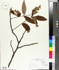 Carya aquatica image