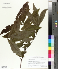 Carya aquatica image