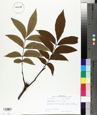 Carya aquatica image