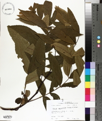 Carya aquatica image
