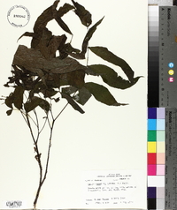 Carya aquatica image