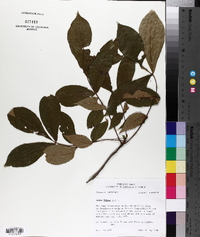 Carya texana image