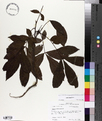 Carya texana image