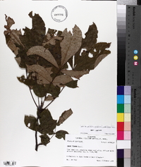 Carya texana image