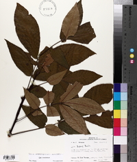 Carya texana image