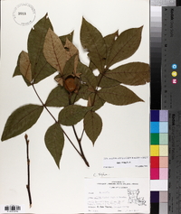 Carya texana image