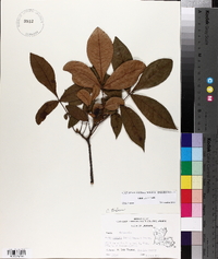 Carya texana image