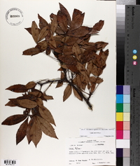 Carya texana image