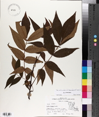 Carya texana image