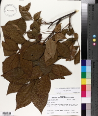 Carya texana image