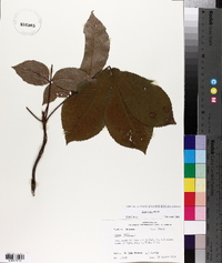 Carya texana image