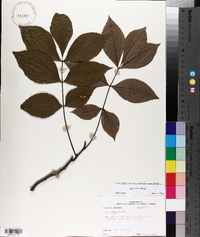 Carya texana image