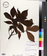 Carya texana image