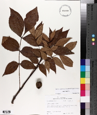 Carya texana image