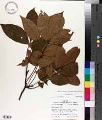 Carya texana image