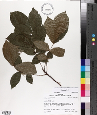 Carya texana image