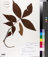 Carya texana image