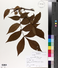 Carya texana image