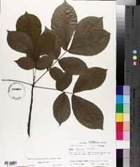 Carya texana image