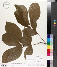 Carya texana image