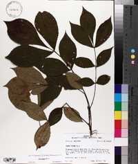 Carya texana image