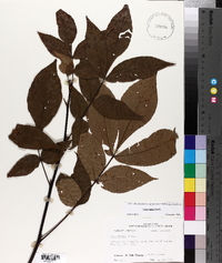 Carya texana image