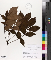 Carya texana image