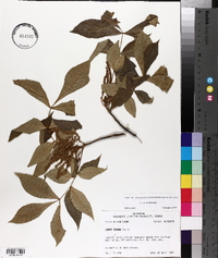 Carya texana image