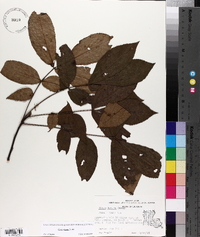 Carya texana image