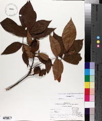 Carya texana image