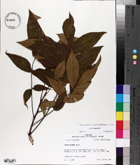 Carya texana image