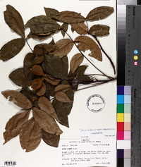 Carya texana image