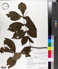 Carya texana image