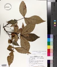 Carya texana image