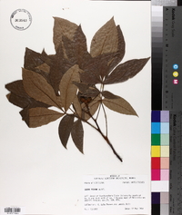 Carya texana image