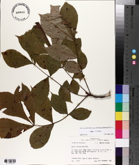 Carya texana image