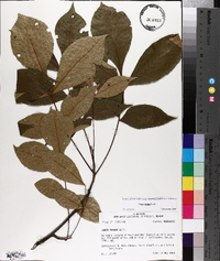 Carya texana image