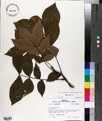 Carya texana image