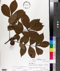 Carya texana image