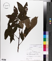 Carya texana image