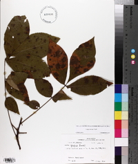 Carya texana image