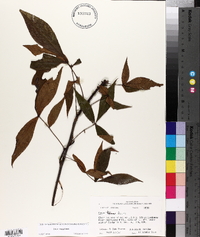 Carya texana image