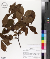 Carya texana image