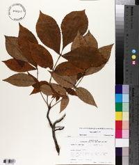 Carya texana image